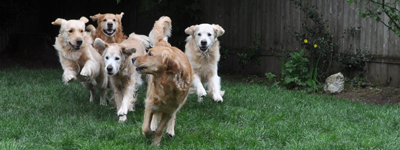 Happy goldens