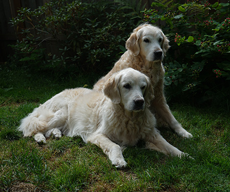 Our Old Goldens