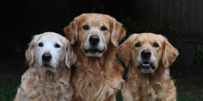 Trudy and 2 of her pups